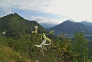 26 Bei fiori bianchi di Lilioasfodelo minore ( Anthericum ramosum) sul sentiero con vista verso il Monte Gioco a sx e Alben a dx